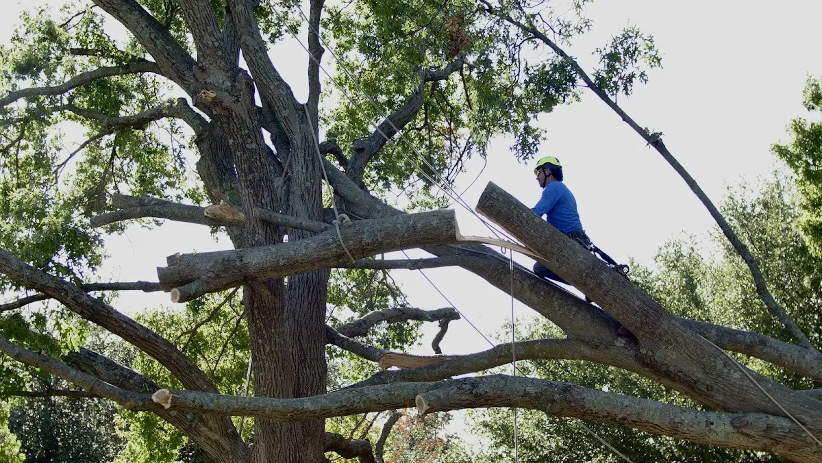 Professional Hazardous Tree Removal performed by certified arborists in Marland