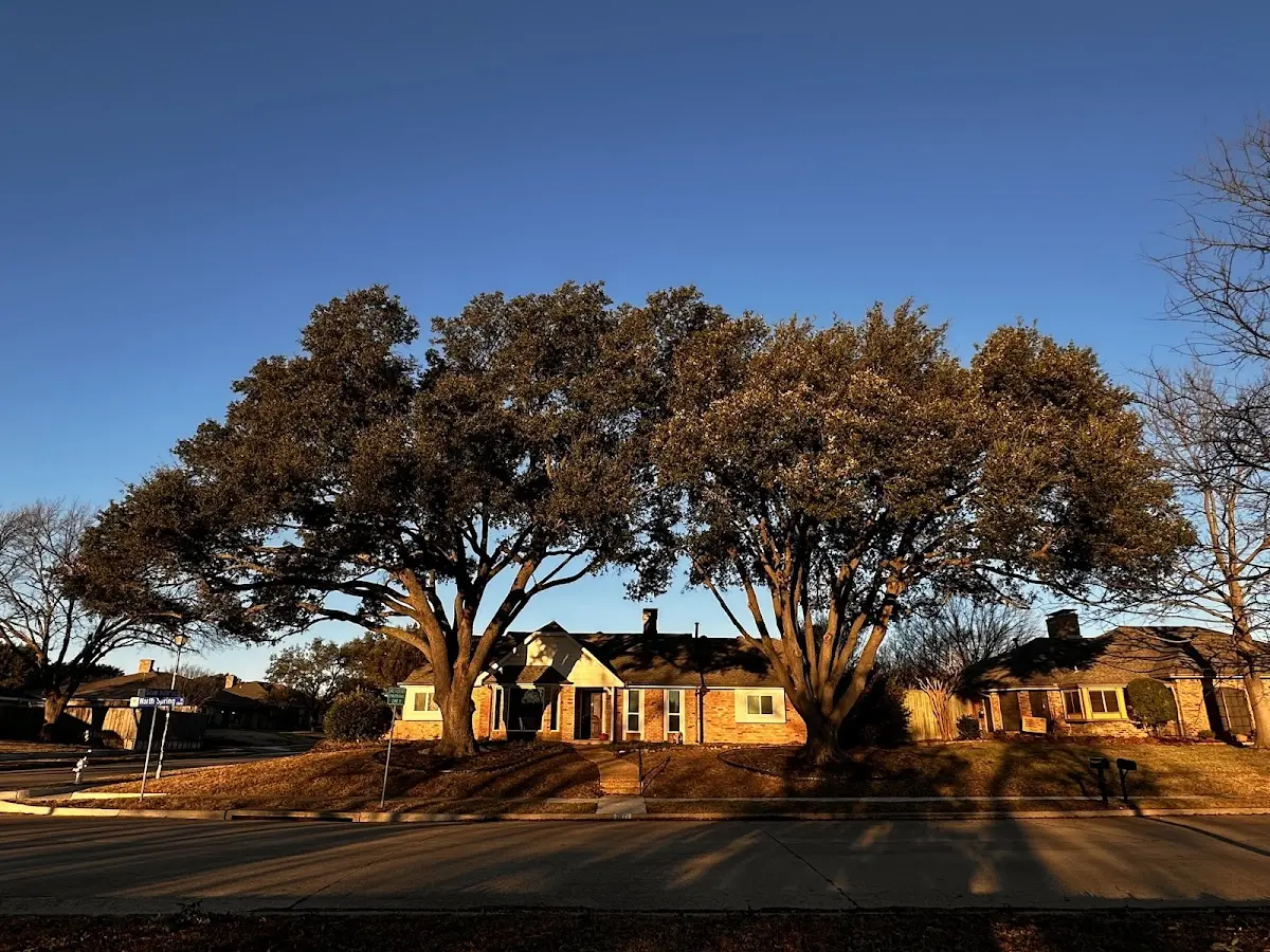 Established residential canopy tree shading a home in Marland